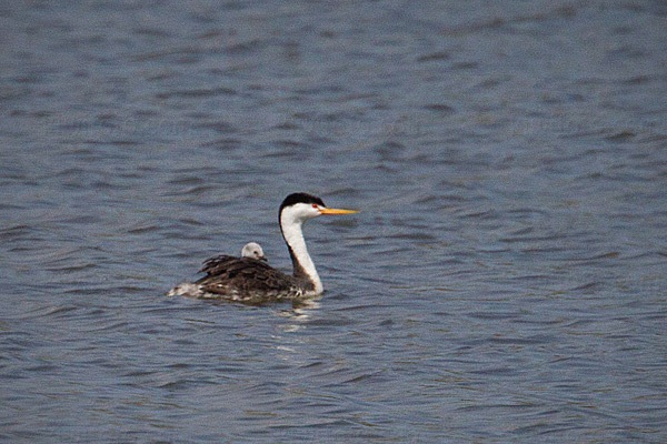 Clark's Grebe (with chick)