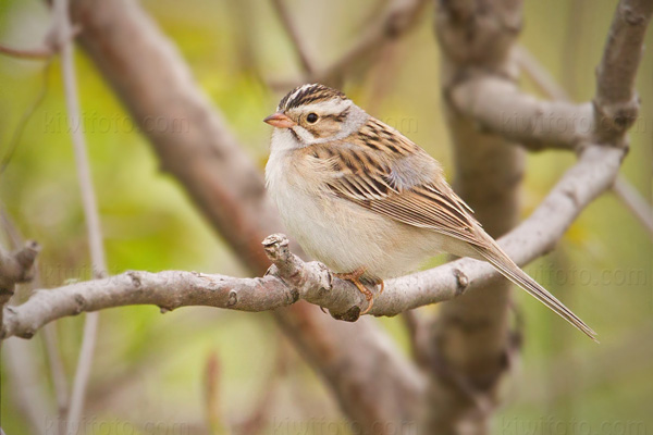 Clay-colored Sparrow Picture @ Kiwifoto.com