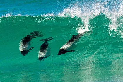 Commerson's  Dolphin Image @ Kiwifoto.com