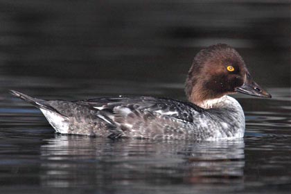 Common Goldeneye Picture