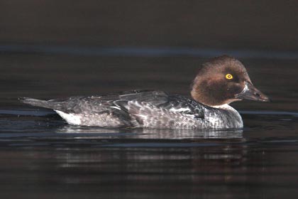 Common Goldeneye Photo