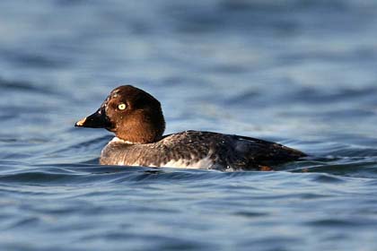 Common Goldeneye Photo
