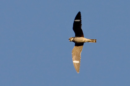 Common Nighthawk Picture @ Kiwifoto.com