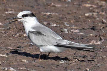 Common Tern Photo