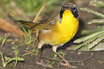 Common Yellowthroat Photo @ Kiwifoto.com