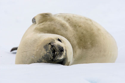 Crabeater Seal, Antarctica