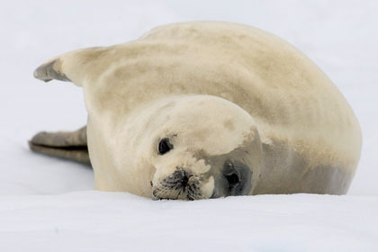Crabeater Seal Image @ Kiwifoto.com