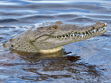 Crocodile Image @ Kiwifoto.com