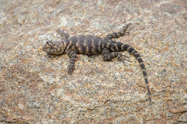 Desert Spiny Lizard Picture @ Kiwifoto.com