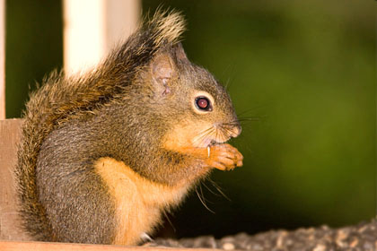 Douglas Squirrel Photo @ Kiwifoto.com