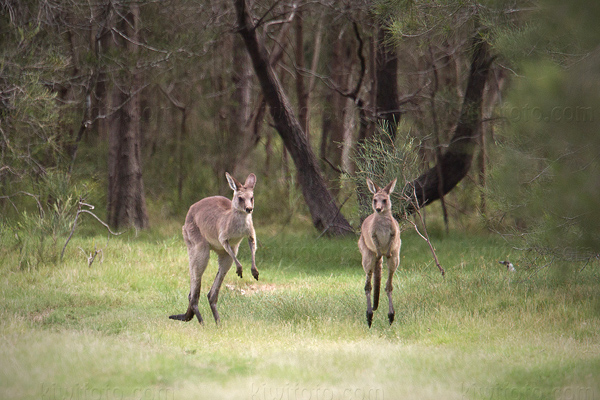 Eastern Grey Kangaroo Photo @ Kiwifoto.com