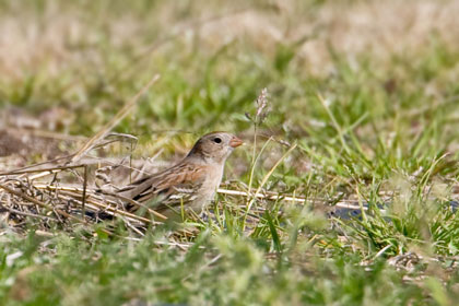 Field Sparrow Image @ Kiwifoto.com