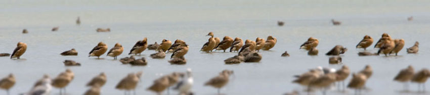 Fulvous Whistling-Duck Picture @ Kiwifoto.com