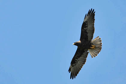 Galpagos Hawk Picture @ Kiwifoto.com