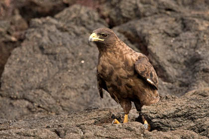 Galpagos Hawk Photo @ Kiwifoto.com