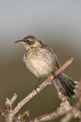 Galpagos Mockingbird Image @ Kiwifoto.com