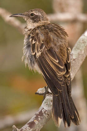 Galpagos Mockingbird Photo @ Kiwifoto.com