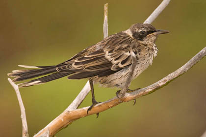 Galpagos Mockingbird Picture @ Kiwifoto.com