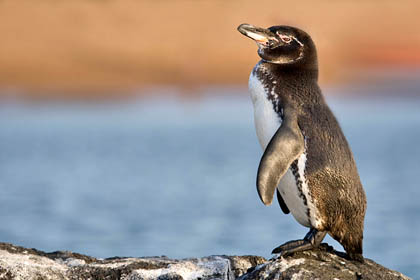 Galpagos Penguin Image @ Kiwifoto.com