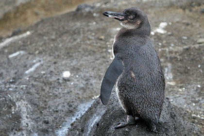 Galpagos Penguin Photo @ Kiwifoto.com