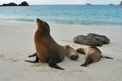Galpagos Sea Lion Image @ Kiwifoto.com