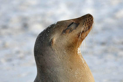 Galpagos Sea Lion Image @ Kiwifoto.com