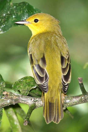 Galpagos Yellow Warbler Photo @ Kiwifoto.com