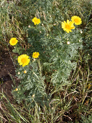 Garland Chrysanthemum Photo @ Kiwifoto.com