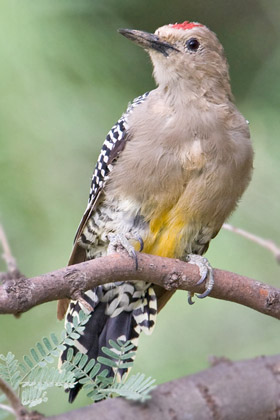 Gila Woodpecker Picture @ Kiwifoto.com
