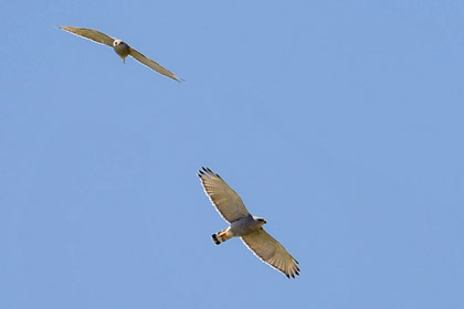 Gray Hawk Image @ Kiwifoto.com