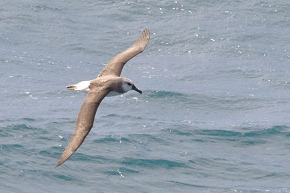 Gray-headed Albatross Image @ Kiwifoto.com