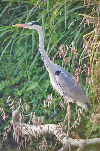 Gray Heron Photo @ Kiwifoto.com