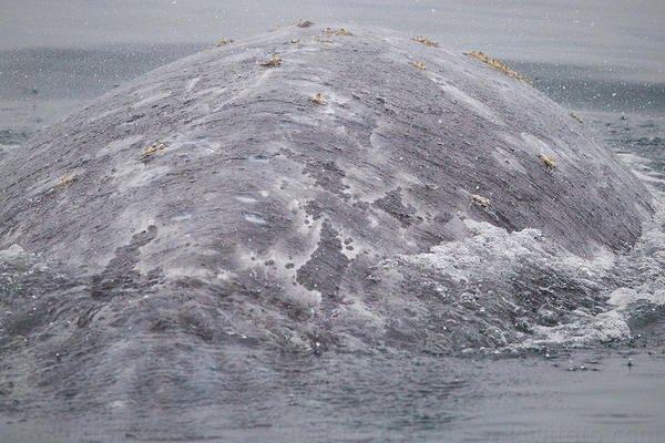 Gray Whale Image @ Kiwifoto.com