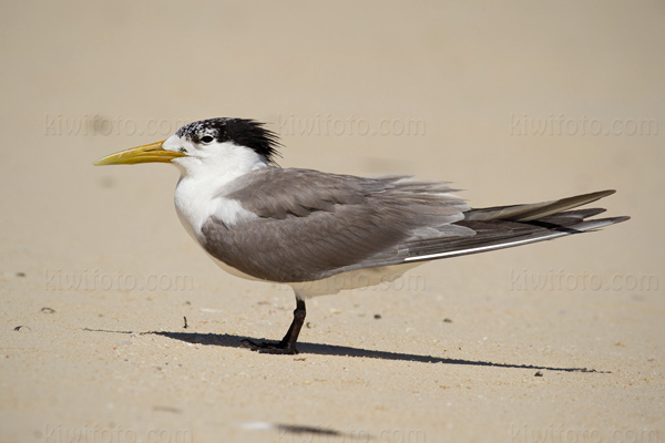 Great Crested Tern Photo @ Kiwifoto.com