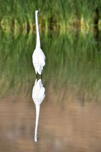 Great Egret Picture @ Kiwifoto.com