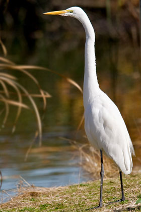 Great Egret Image @ Kiwifoto.com
