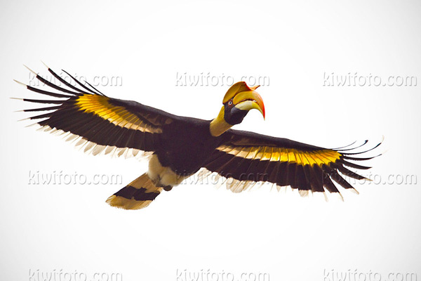 Great Hornbill Image @ Kiwifoto.com