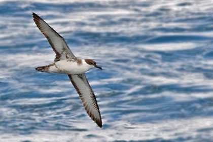 Greater Shearwater Picture @ Kiwifoto.com