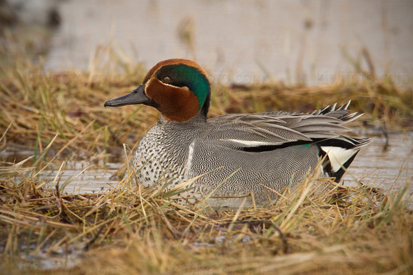 Green-winged Teal Pictures and Photos - Photography - Bird ...