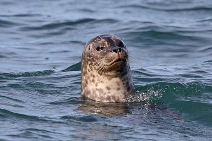 Harbor Seal Image @ Kiwifoto.com