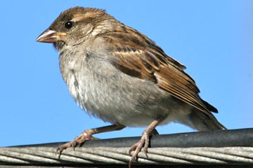 House Sparrow Photo