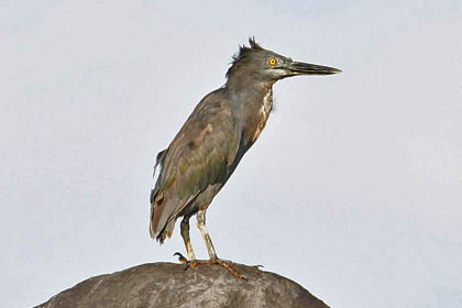 Lava Heron Picture @ Kiwifoto.com
