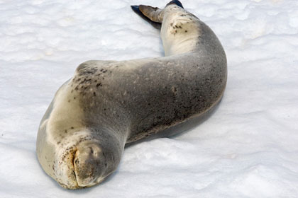 Leopard Seal Image @ Kiwifoto.com