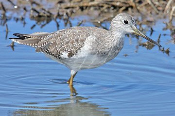 Lesser Yellowlegs Picture