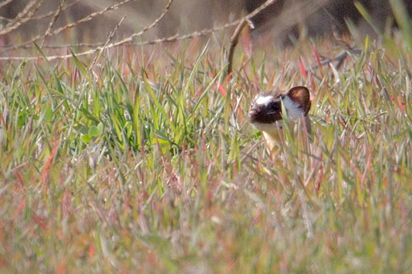 Long-tailed Weasel Photo @ Kiwifoto.com