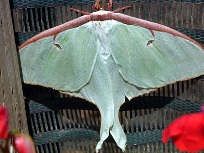 Luna Moth Image @ Kiwifoto.com