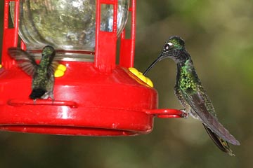 Magnificent Hummingbird Picture @ Kiwifoto.com