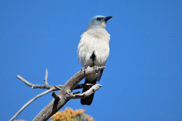 Mexican Jay Picture @ Kiwifoto.com