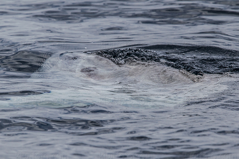 Mola Mola Picture @ Kiwifoto.com