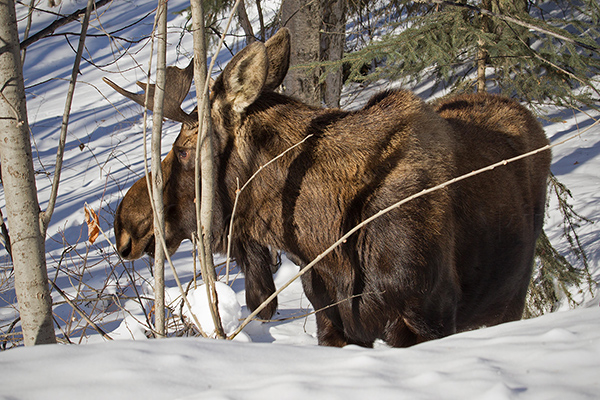 Moose Picture @ Kiwifoto.com
